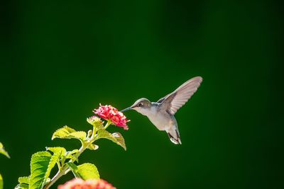 Close-up of butterfly pollinating on flower