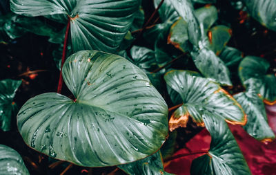 High angle view of raindrops on leaves