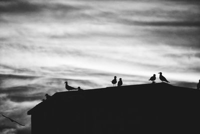 Low angle view of birds perching on the sky