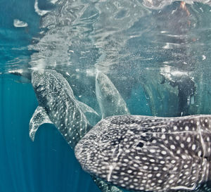 Scuba divers with white whales underwater