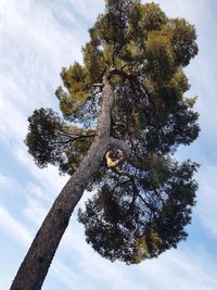 Low angle view of tree against sky