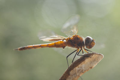 Damselflies on plants