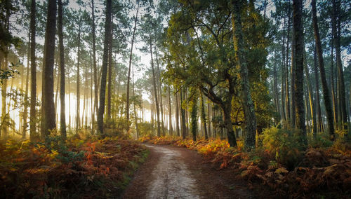 Dirt road amidst trees in forest