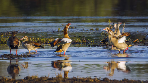 Ducks swimming in lake