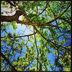 Low angle view of tree