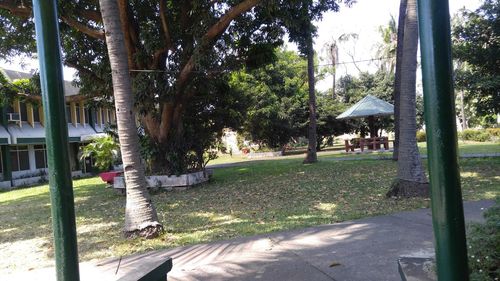 View of palm trees