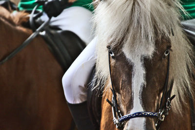 Close-up of horse