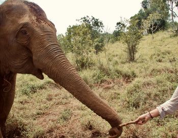 Close-up of elephant