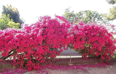 Pink flowers blooming on fence at park