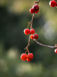 Close-up of red berries growing on tree