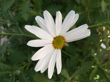 Close-up of white flower