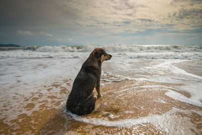 Rear view of dog sitting on shore at beach against sky during sunset