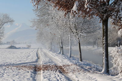 Trees on snow covered landscape