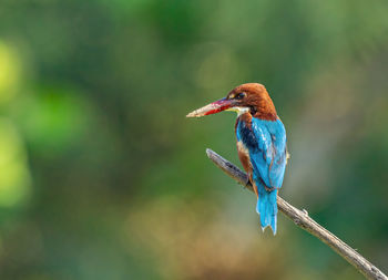 Close-up of white throated kingfisher perching on branch n getting ready for attack 