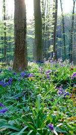 Purple flowering plants in forest