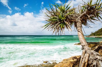 Palm tree on beach against sky