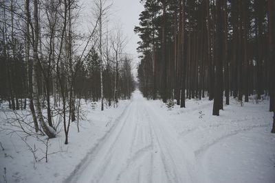 Snow covered trees in forest