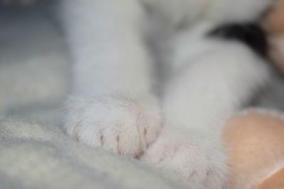 Close-up of cat sleeping