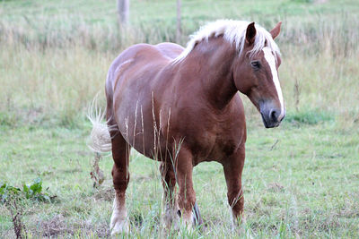 Horse standing in a field