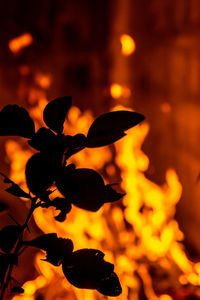 Close-up of autumn leaf against blurred background