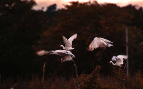 Flock of birds flying
