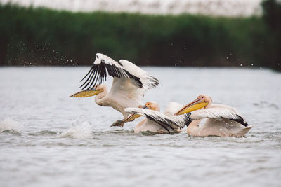 Flock of pelicans swimming in lake