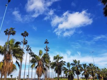 Low angle view of palm trees against sky