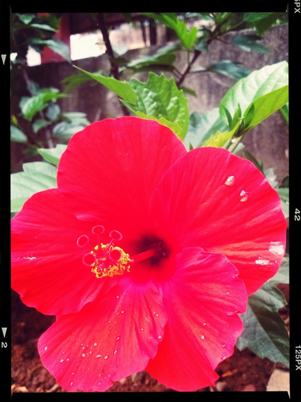 flower, petal, flower head, freshness, transfer print, fragility, red, growth, close-up, beauty in nature, auto post production filter, pollen, single flower, blooming, stamen, focus on foreground, nature, plant, in bloom, hibiscus