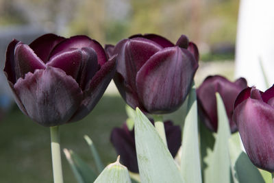 Close-up of purple tulips