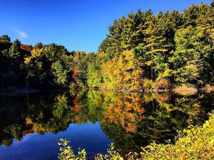 REFLECTION OF TREES IN CALM WATER