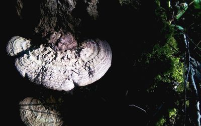 Close-up of tree trunk in forest