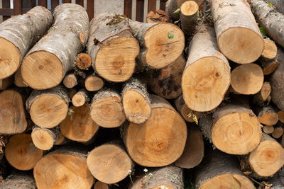 Full frame shot of logs in forest