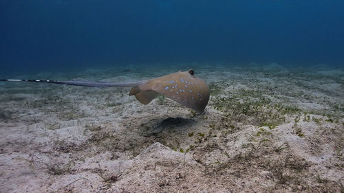 High angle view of fish swimming in sea