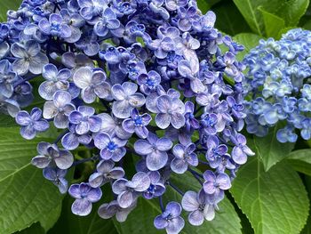 Close-up of purple flowering plant