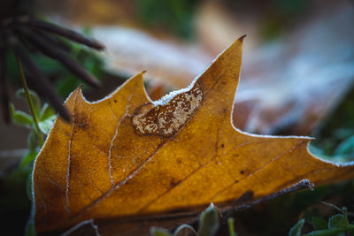 Close-up of dry maple leaf on leaves