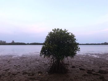 Tree by lake against sky during sunset