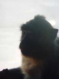 Cat looking away against sky