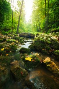 Stream flowing in forest
