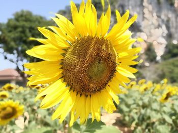 Close-up of sunflower
