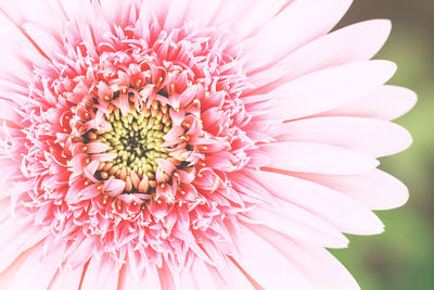 Close-up of pink gerbera daisy flower