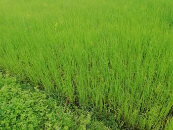 Full frame shot of agricultural field