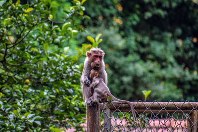 Monkey sitting on fence against trees