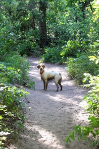 Dog running in the forest