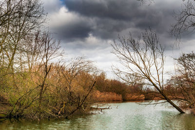 Bare trees by lake against sky