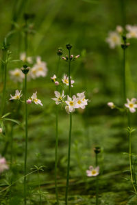 Close-up of white flowering plants on field