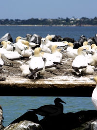 Close-up of australasian gannets on pier