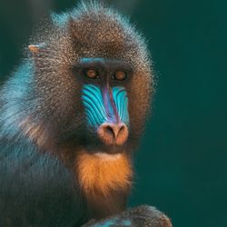 Portrait of monkey