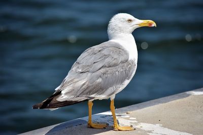 Close-up of seagull perching on a sea