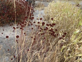 Full frame shot of plants on land