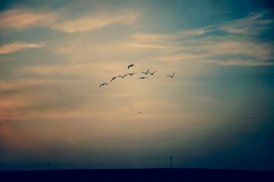 Low angle view of birds flying over silhouette field against sky